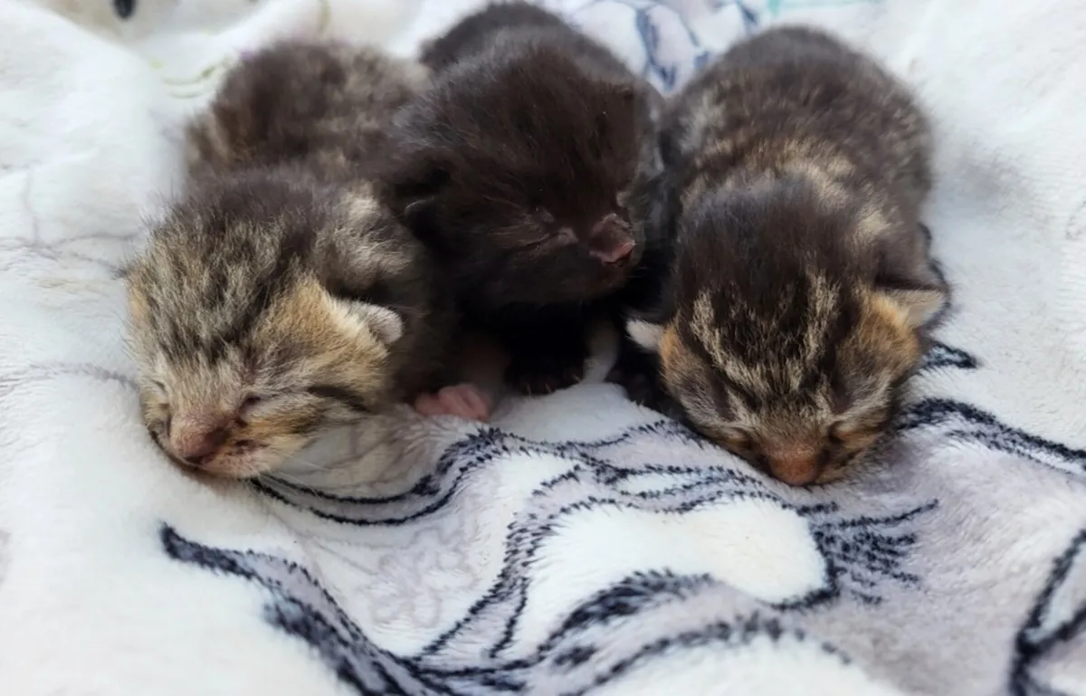 Kittens - Image 4