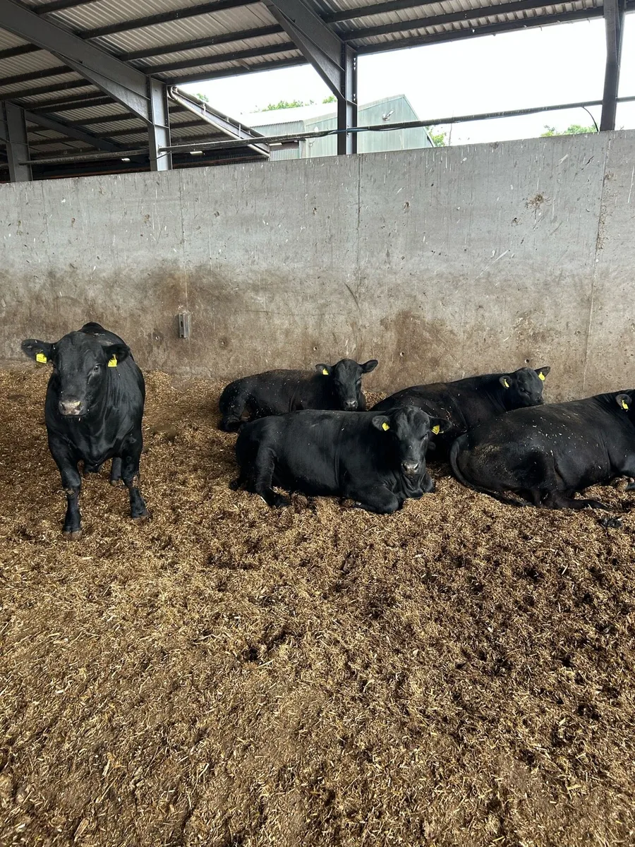 Aberdeen Angus Bulls - Image 1
