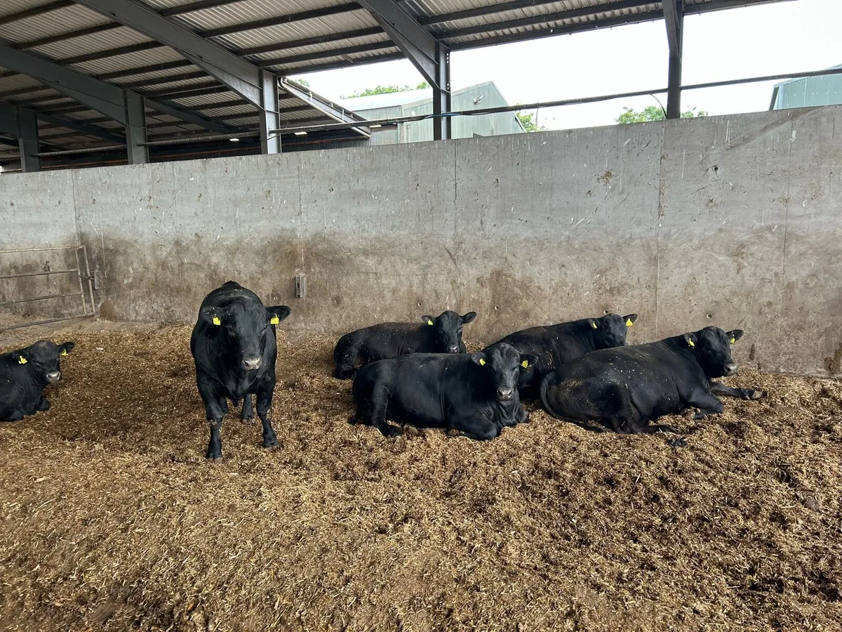 Aberdeen Angus Bulls - Image 2
