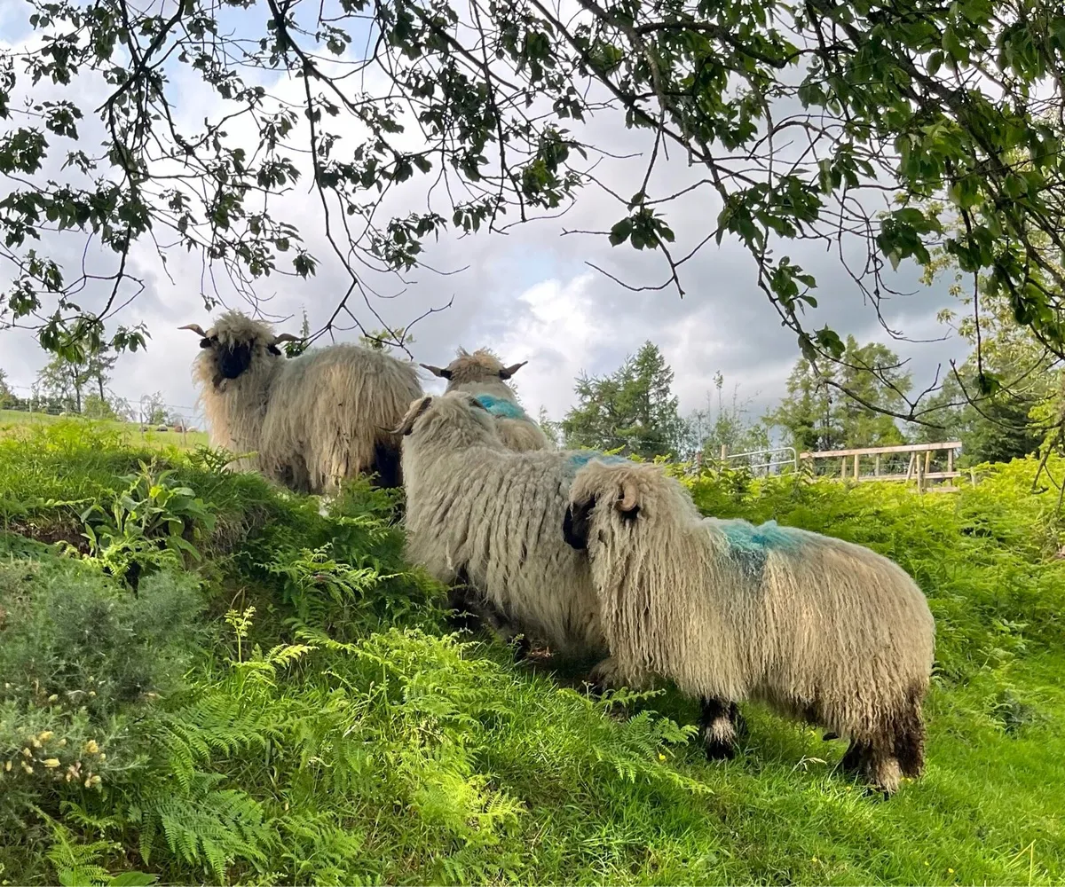 Valais blacknose - Image 1