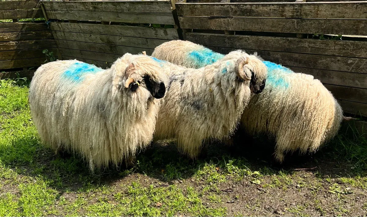 Valais blacknose - Image 3