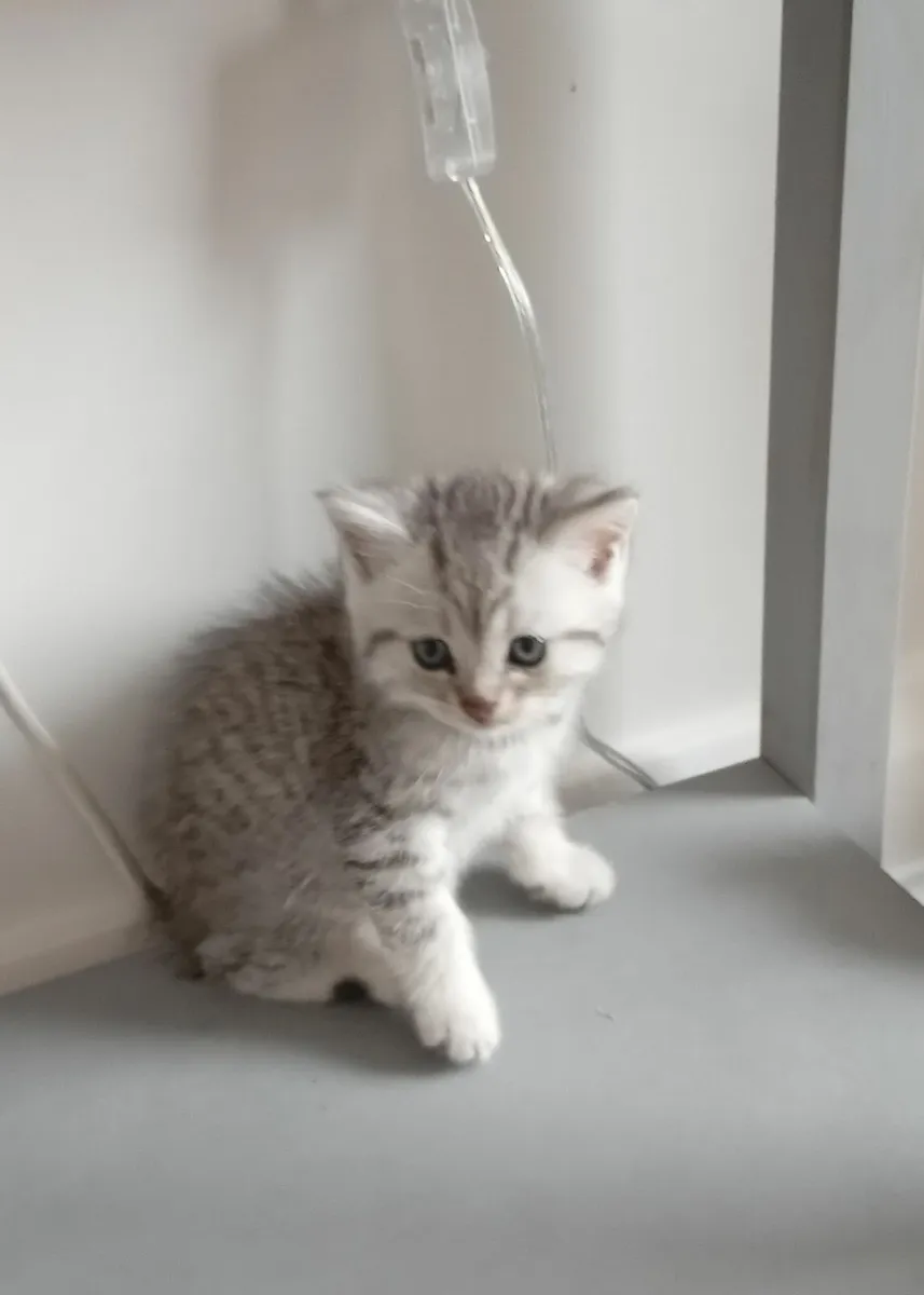 Half Persian Kittens - Image 1