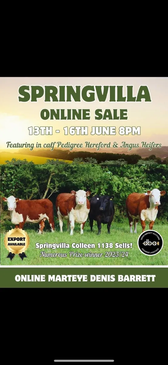 Pedigree Hereford and Angus Online Sale - Image 2