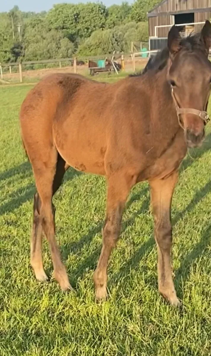 NH Mare with colt foal by order of St George - Image 2