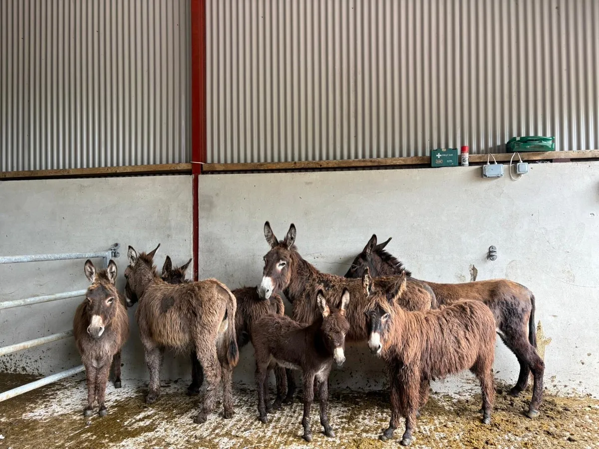 Irish donkeys for sale - Image 1