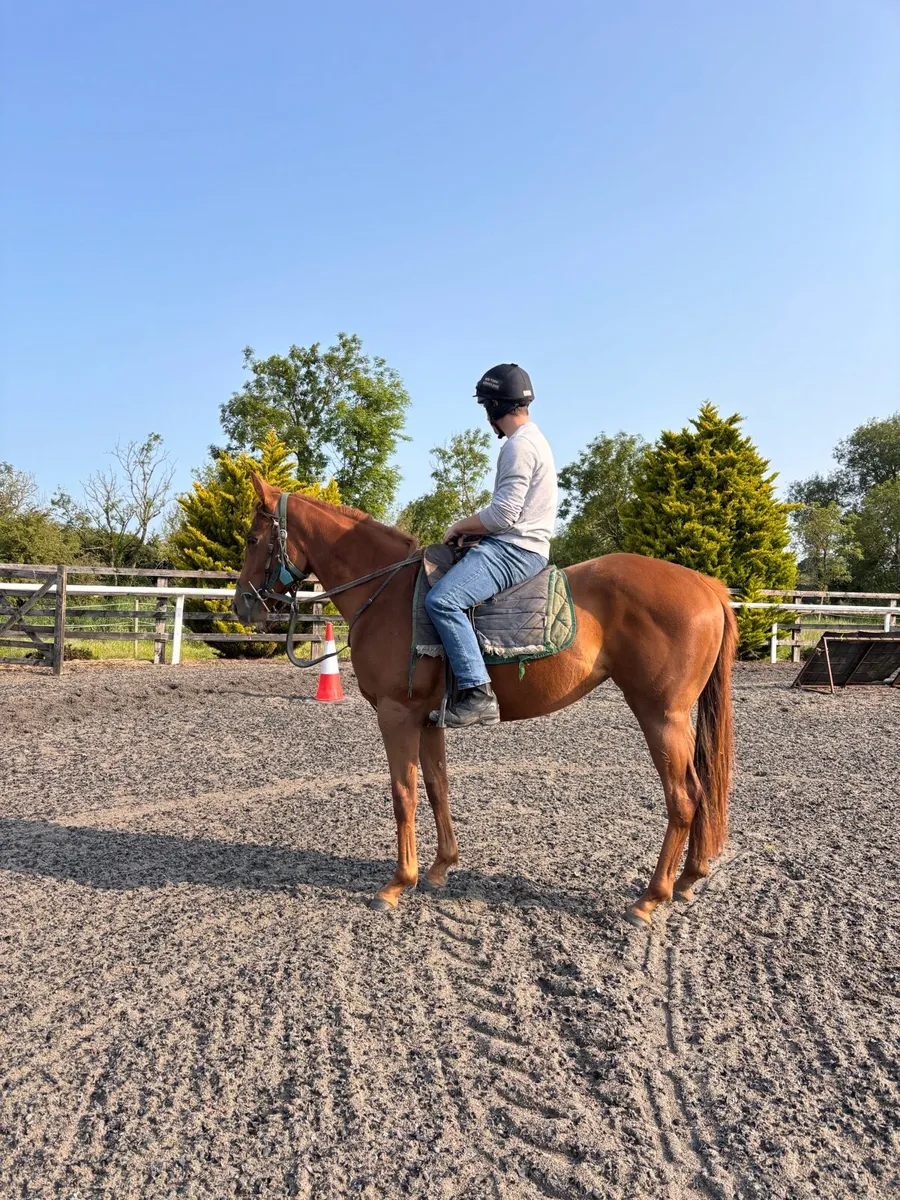2yo Filly by Dawn approach - Image 1