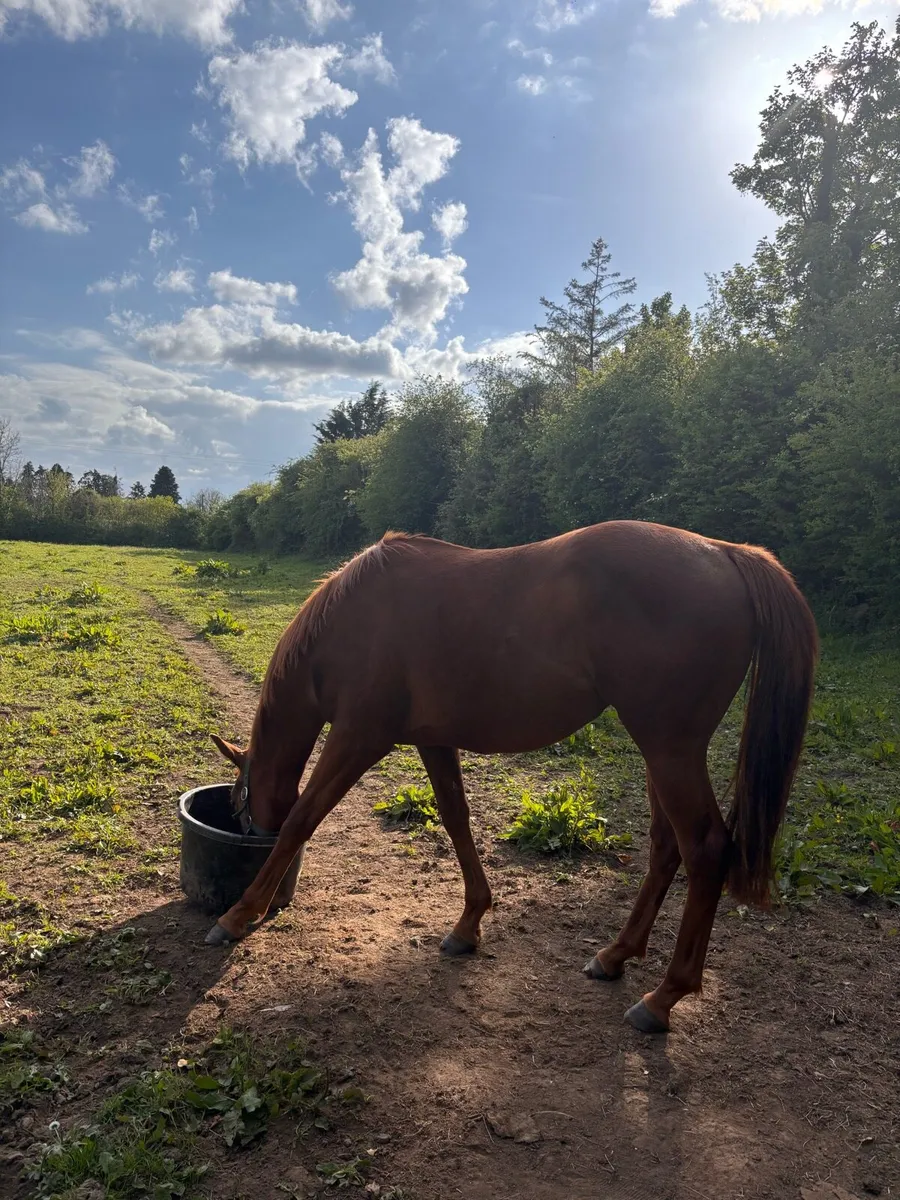 2yo Filly by Dawn approach - Image 2