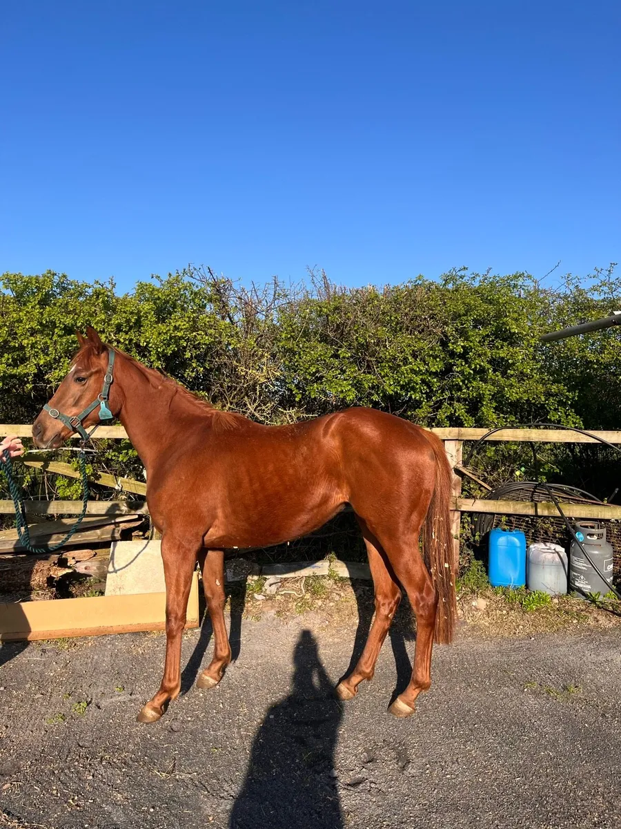 2yo Filly by Dawn approach - Image 4