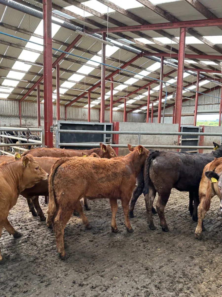 Lim heifers - Image 4
