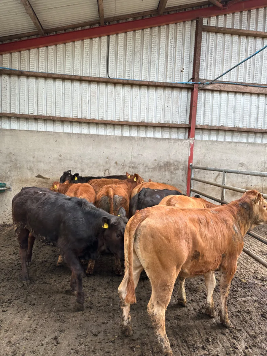 Lim heifers - Image 1