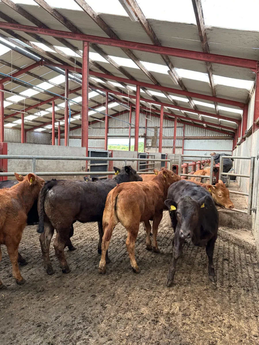 Lim heifers - Image 3