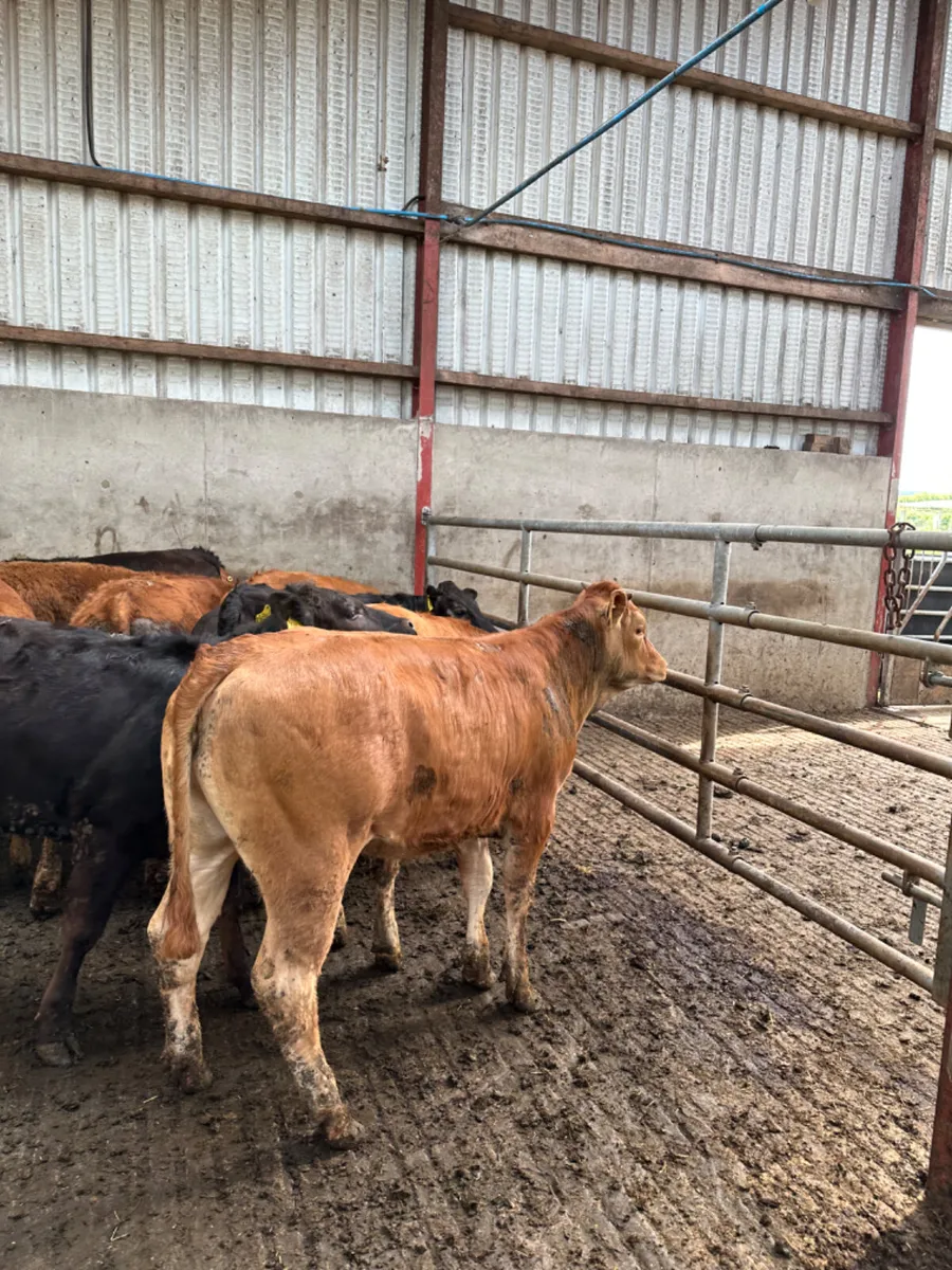 Lim heifers - Image 2