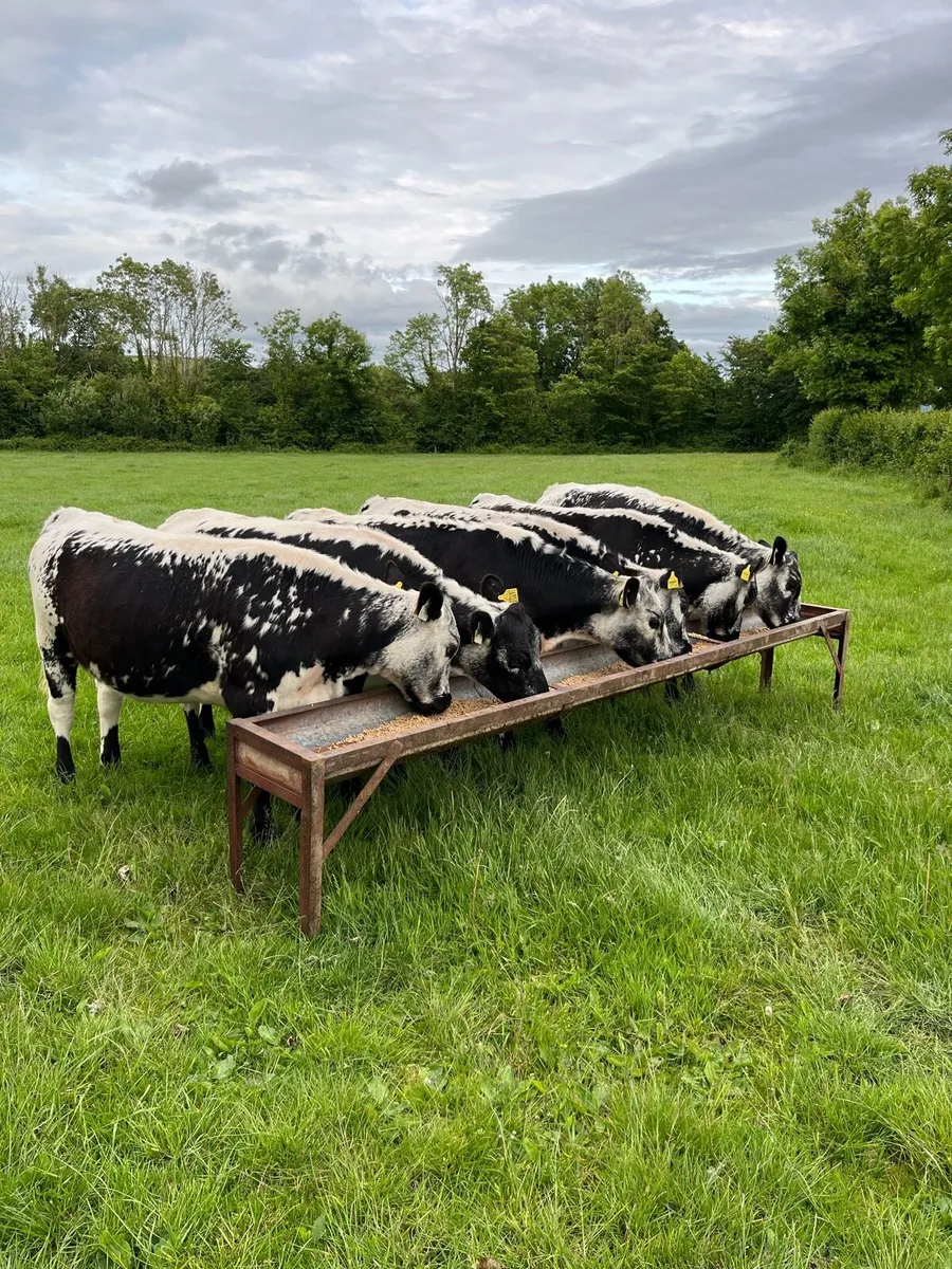 6 SPECKLED PARK HEIFERS - Image 1