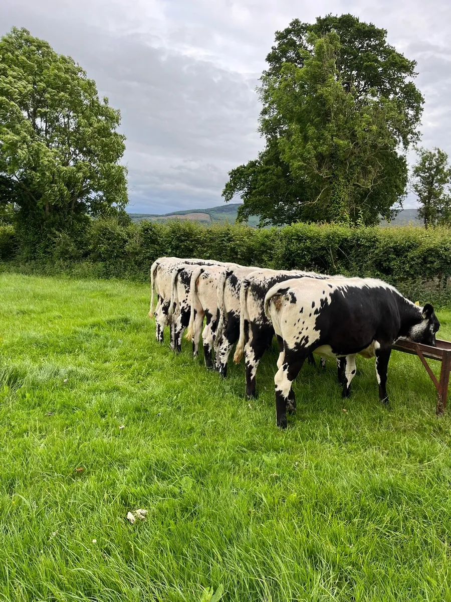 6 SPECKLED PARK HEIFERS - Image 2