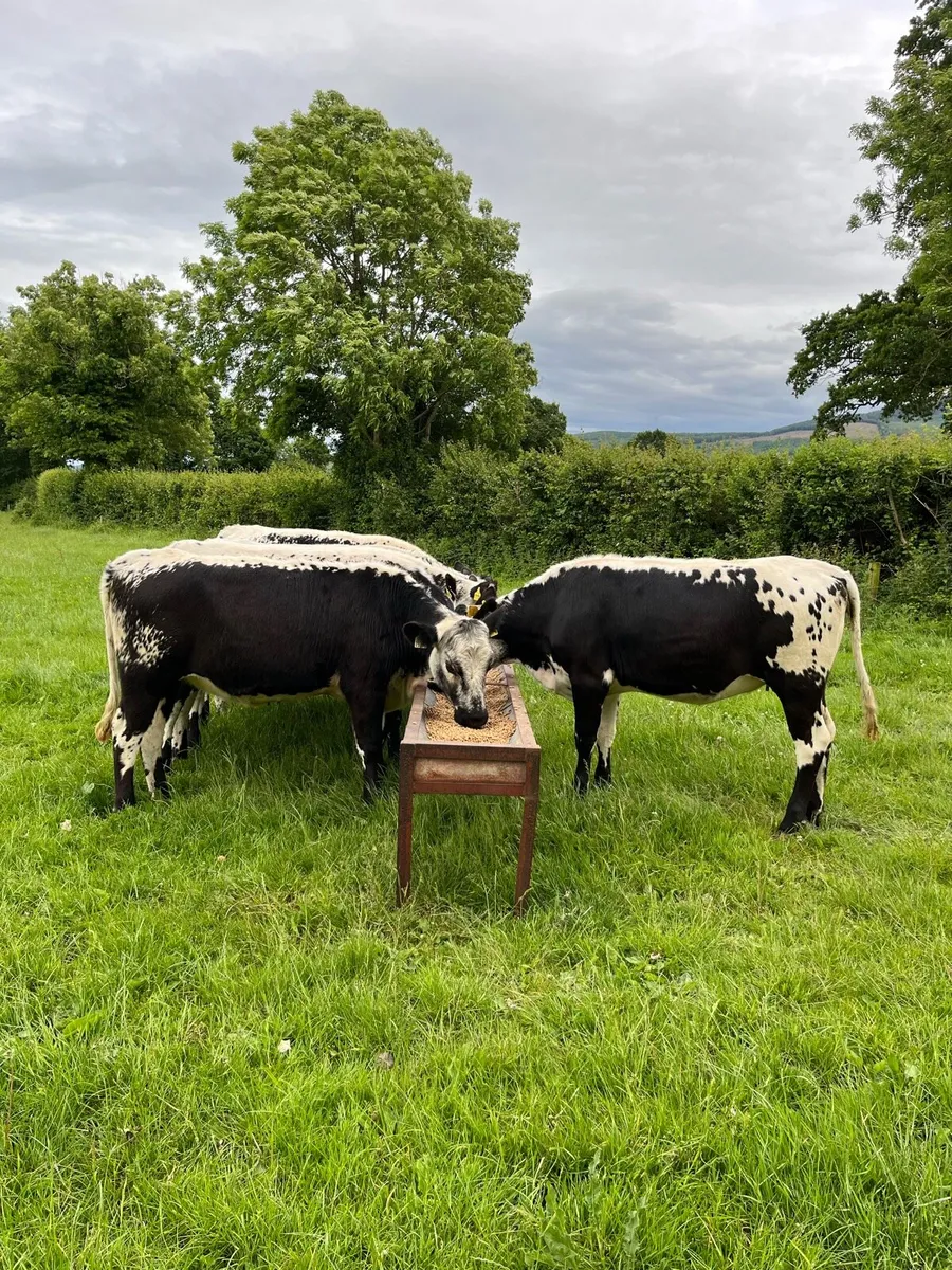 6 SPECKLED PARK HEIFERS - Image 3