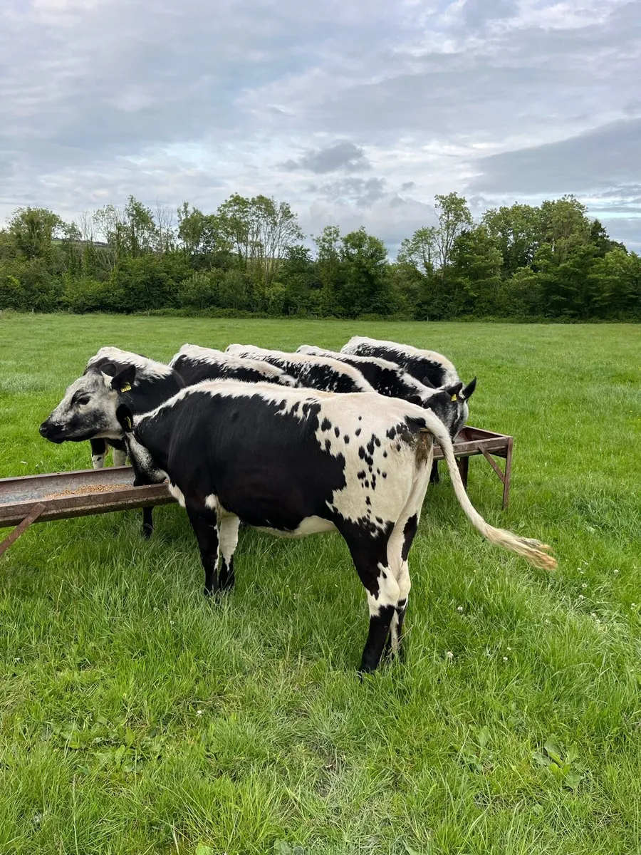 6 SPECKLED PARK HEIFERS - Image 4