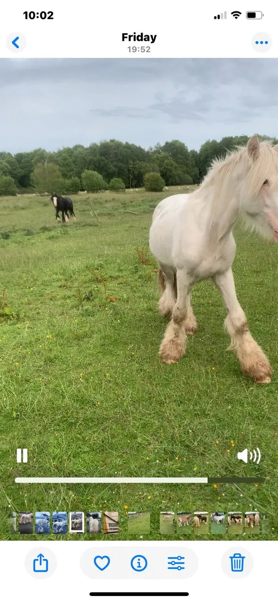 Pony - Image 1