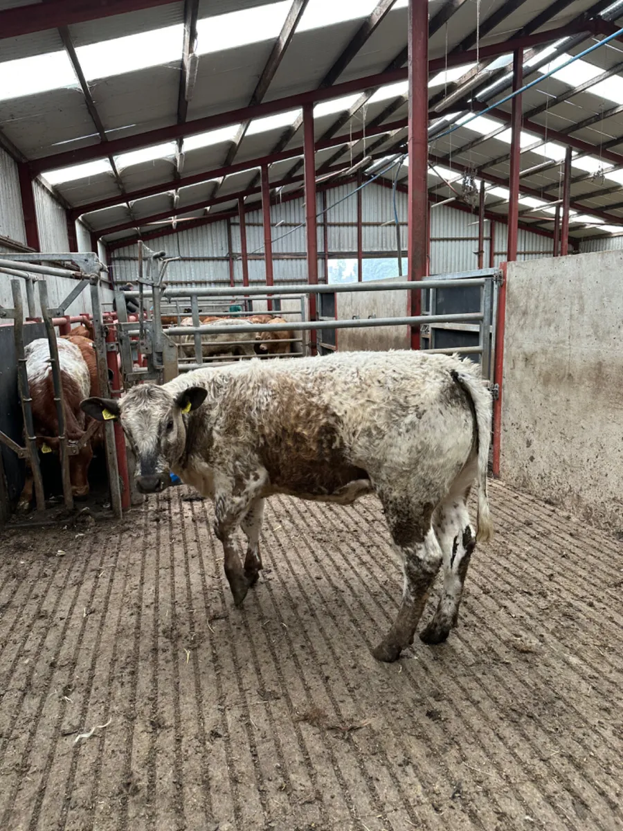 Roaned speckle park heifer - Image 1