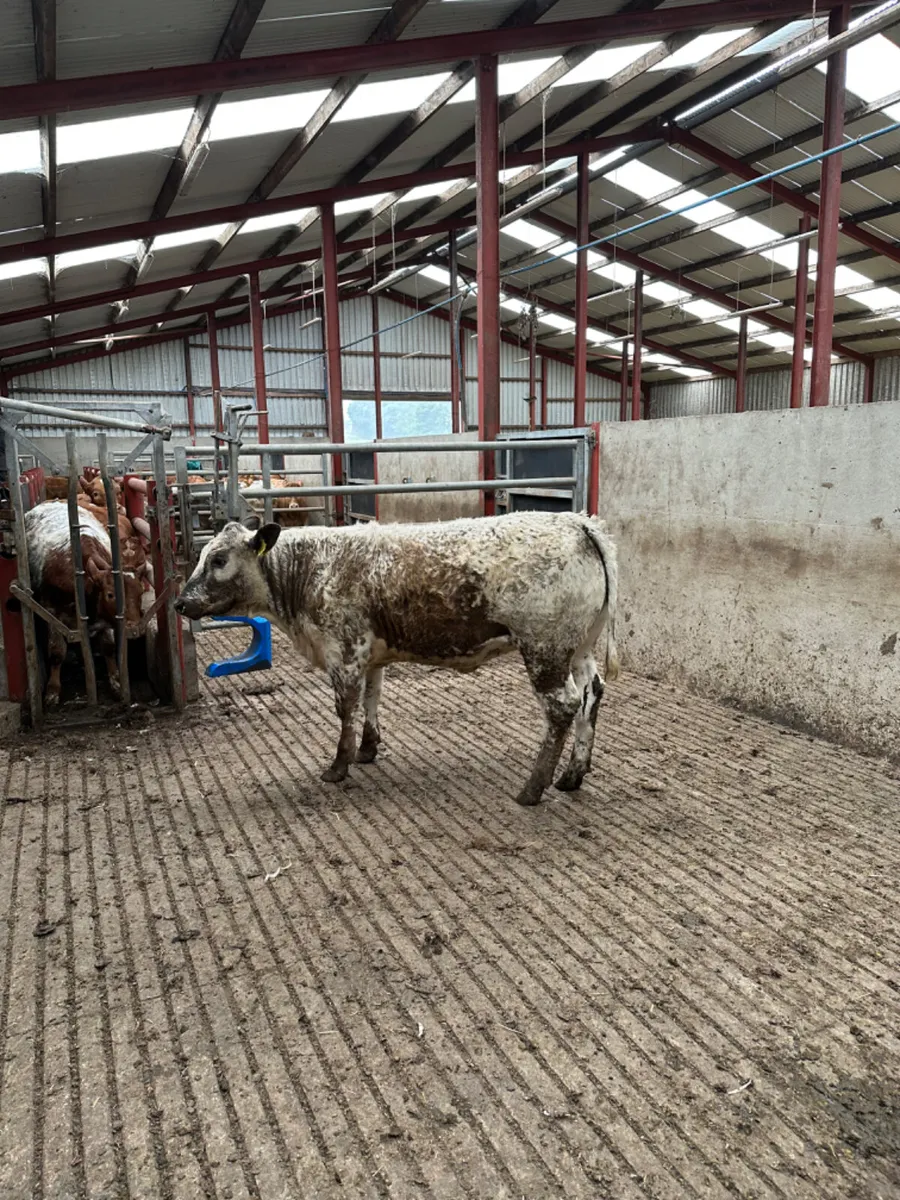Roaned speckle park heifer - Image 2