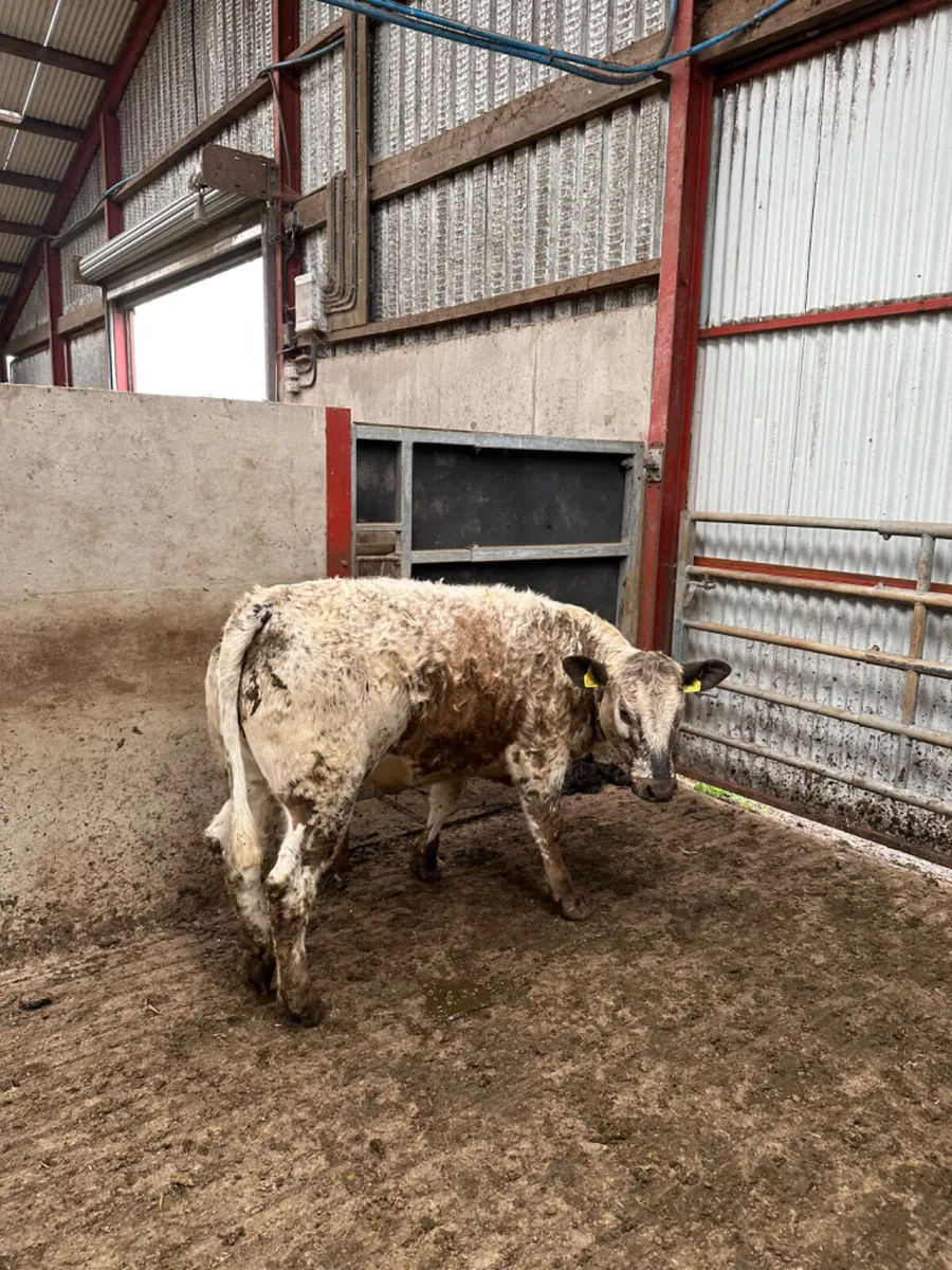 Roaned speckle park heifer - Image 3