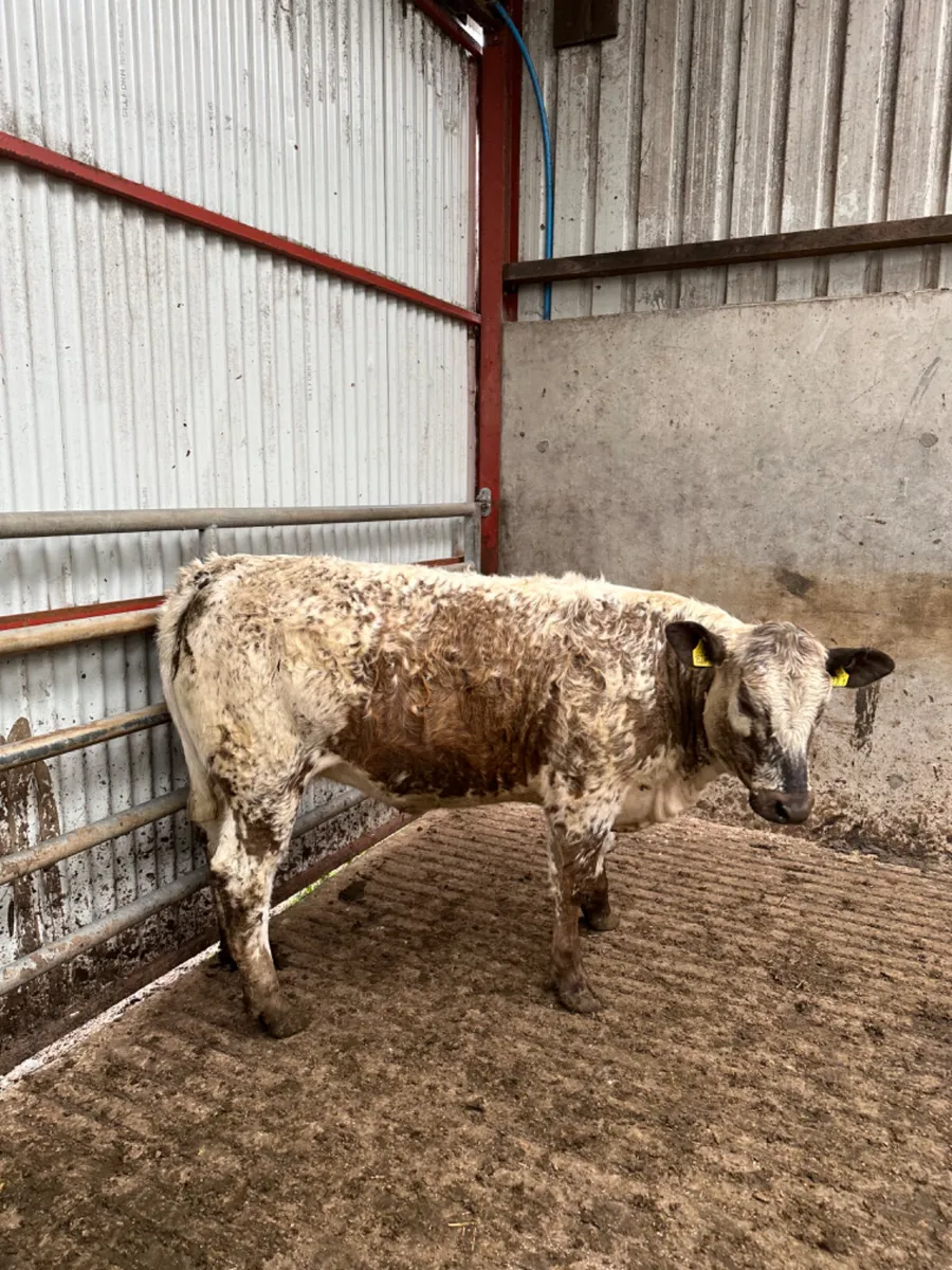 Roaned speckle park heifer - Image 4