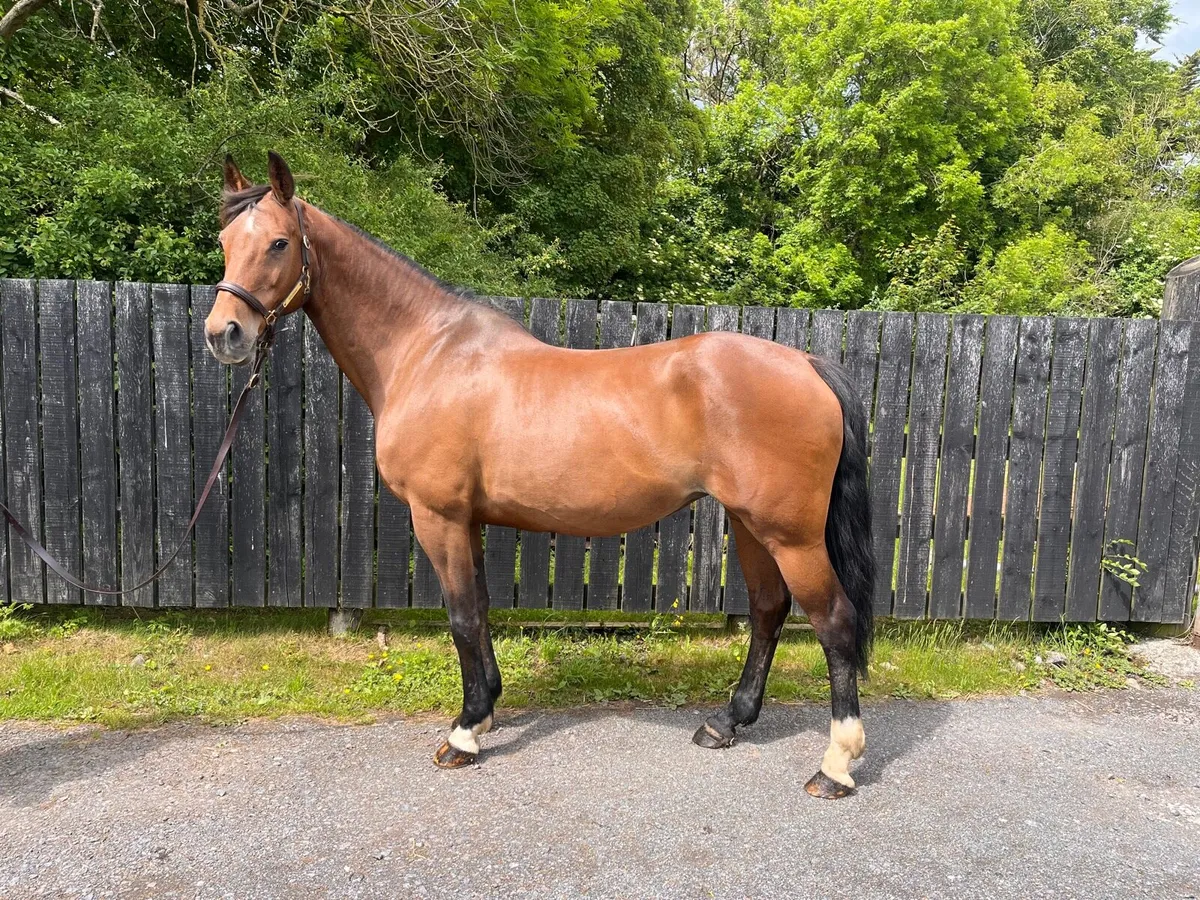 Allrounder - Image 1
