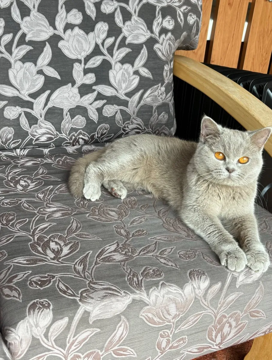 Lovely British shorthair cat for sale! - Image 1