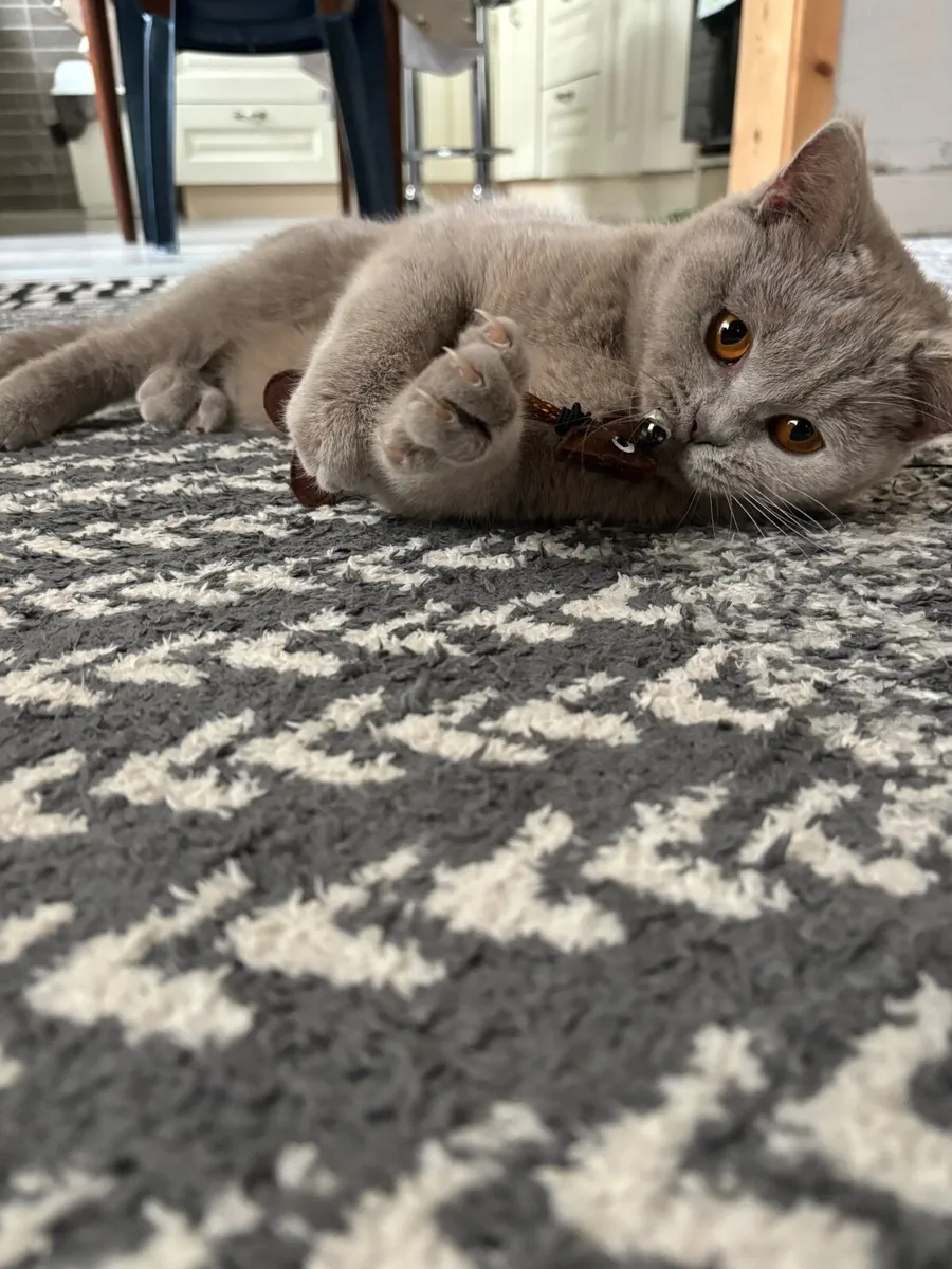 Lovely British shorthair cat for sale! - Image 2