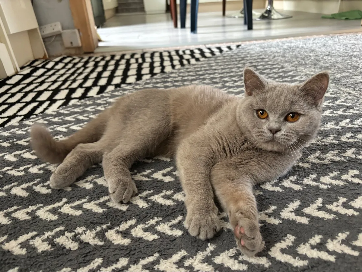 Lovely British shorthair cat for sale! - Image 3
