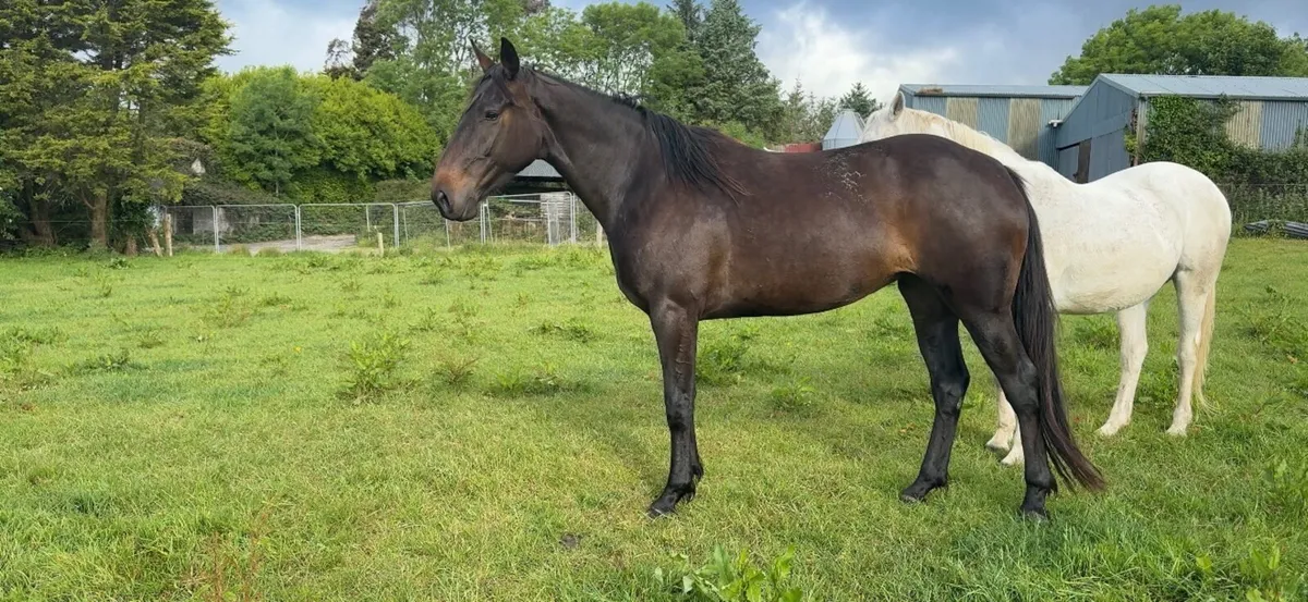 Traditional Irish 5yr old mare - Image 1