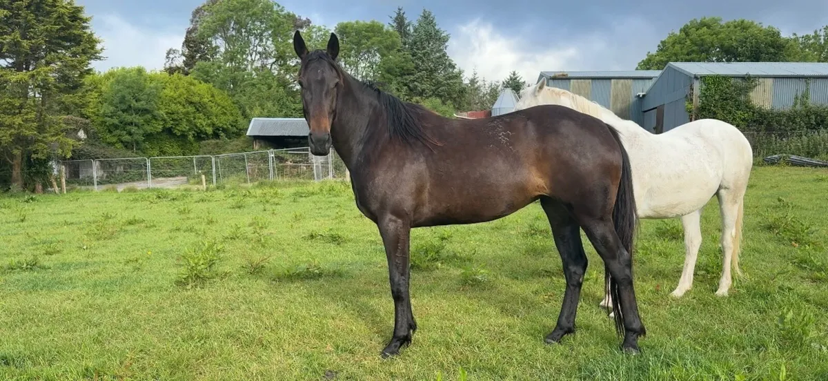 Traditional Irish 5yr old mare - Image 2