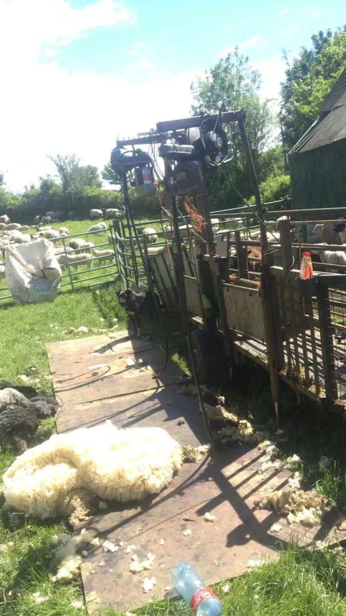 Sheep sheering