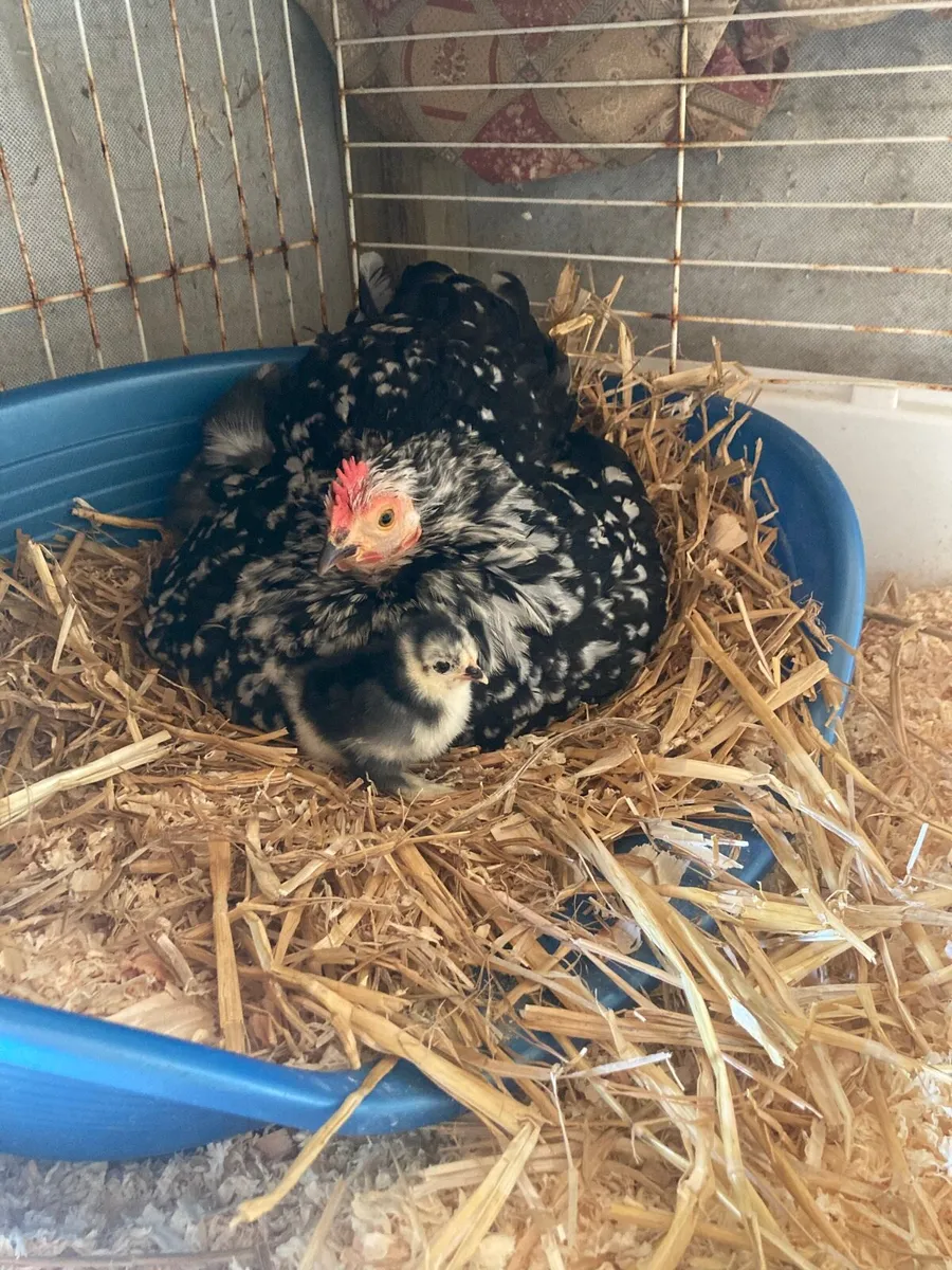 Hatching eggs , chicks and growers - Image 4