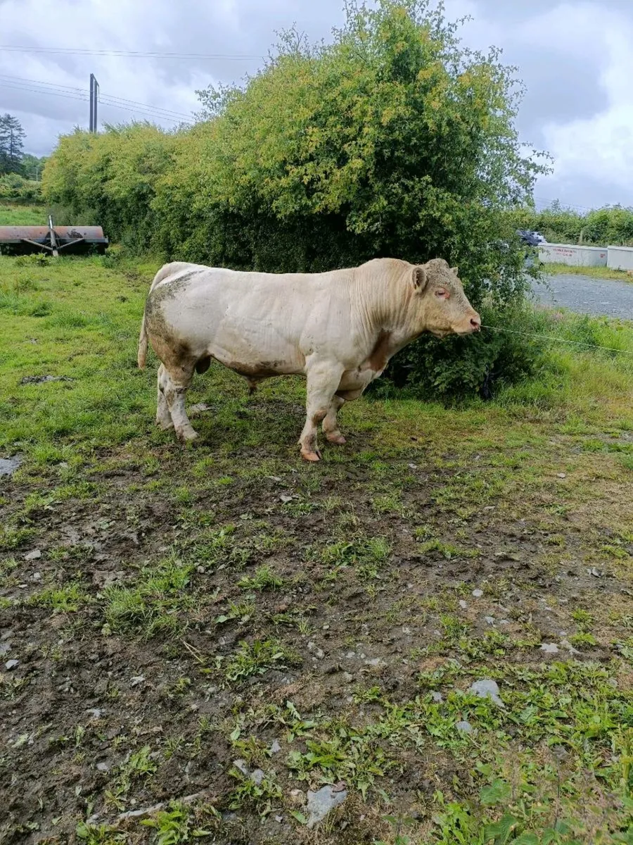 Charolais Bull - Image 1