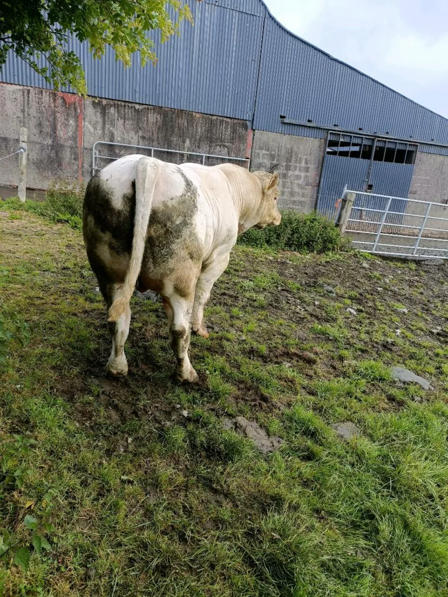 Charolais Bull - Image 2