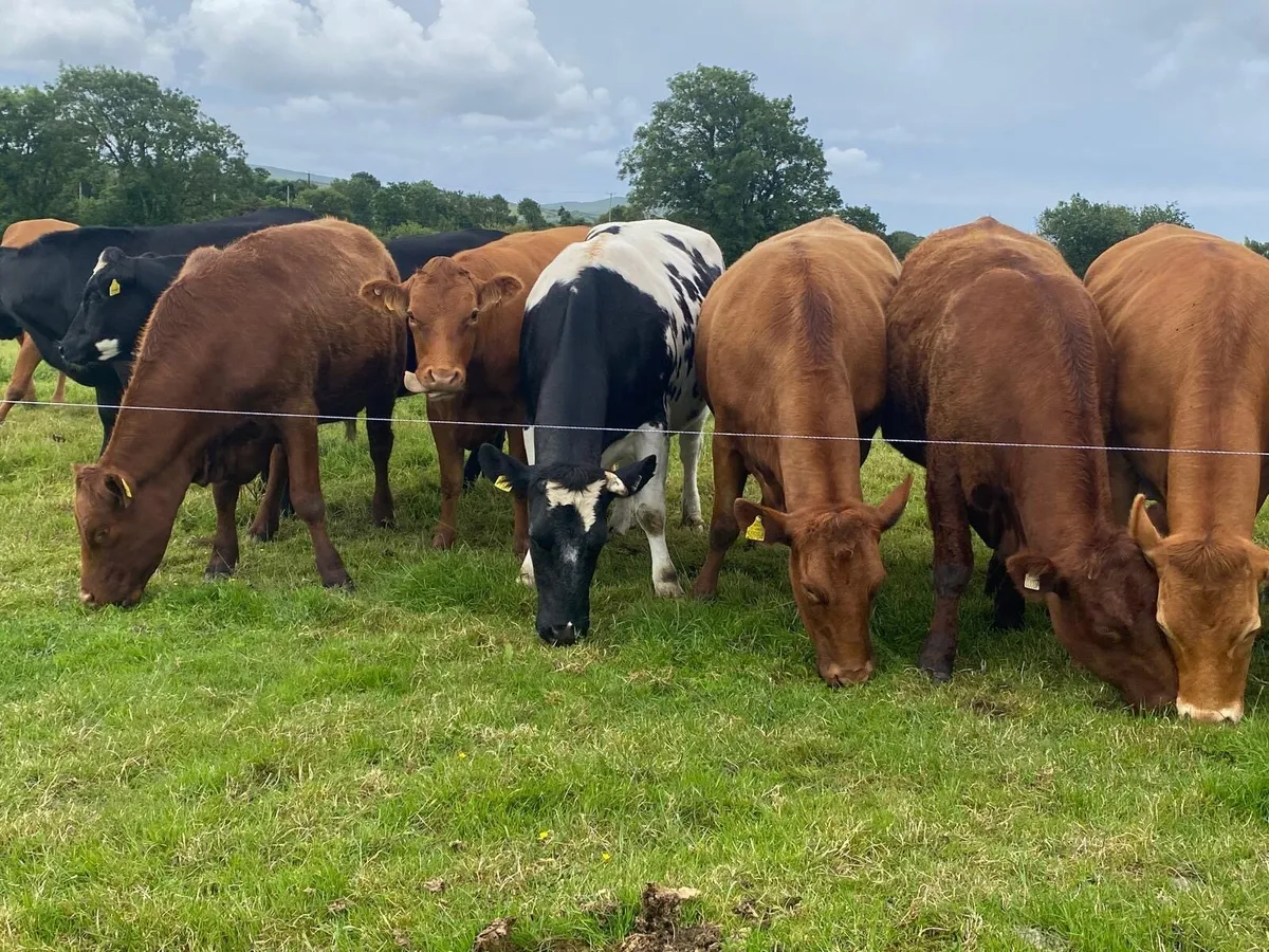 Incalf Heifers - Image 2