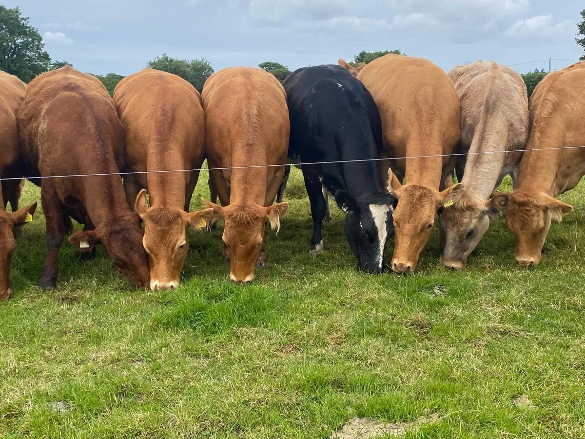 Incalf Heifers - Image 3