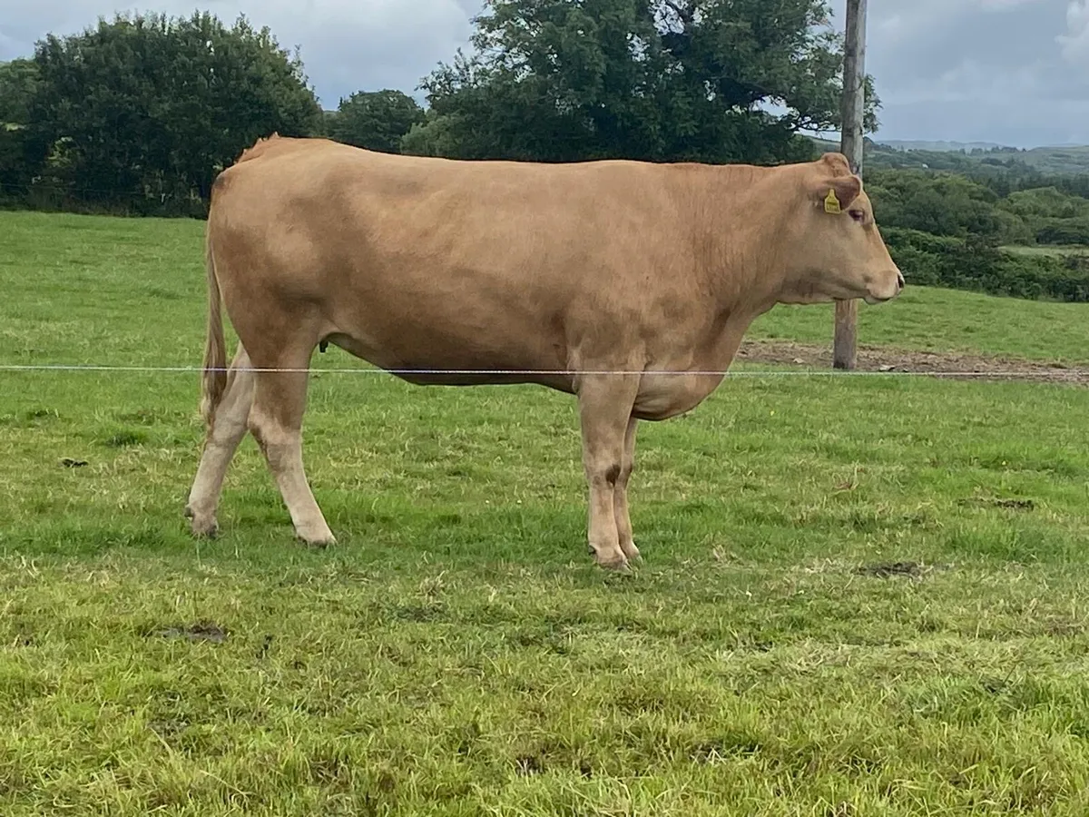 Incalf Heifers - Image 4