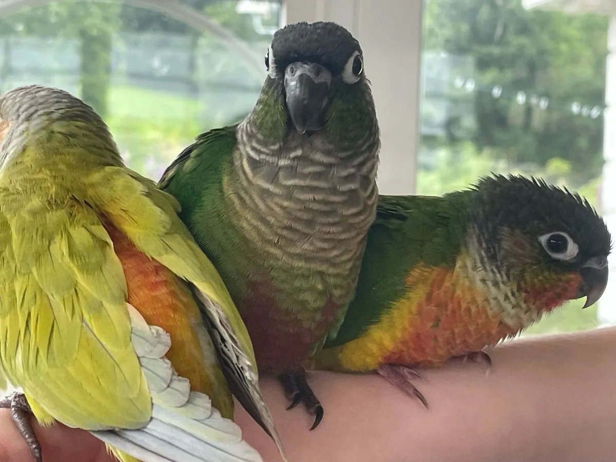 Hand- reared Conures - Image 4