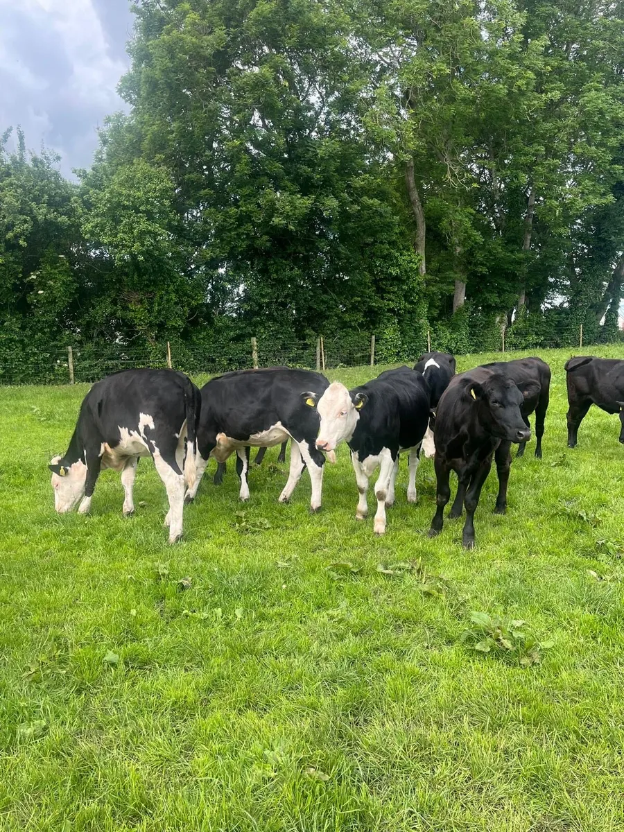 AA + Hereford heifers - Image 2