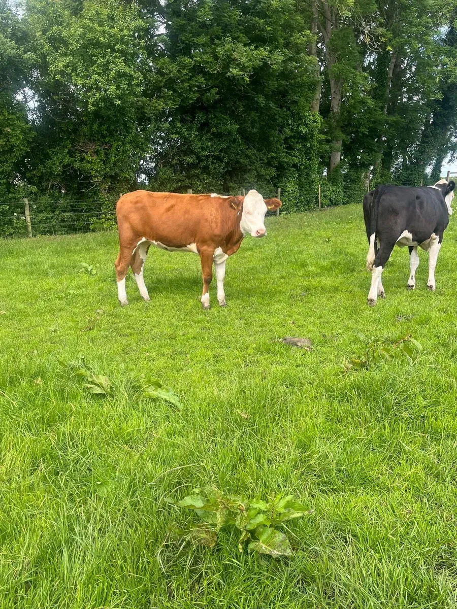 AA + Hereford heifers - Image 3