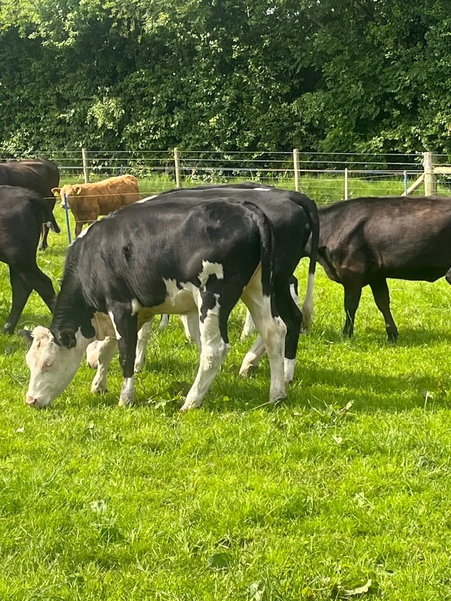 AA + Hereford heifers - Image 4