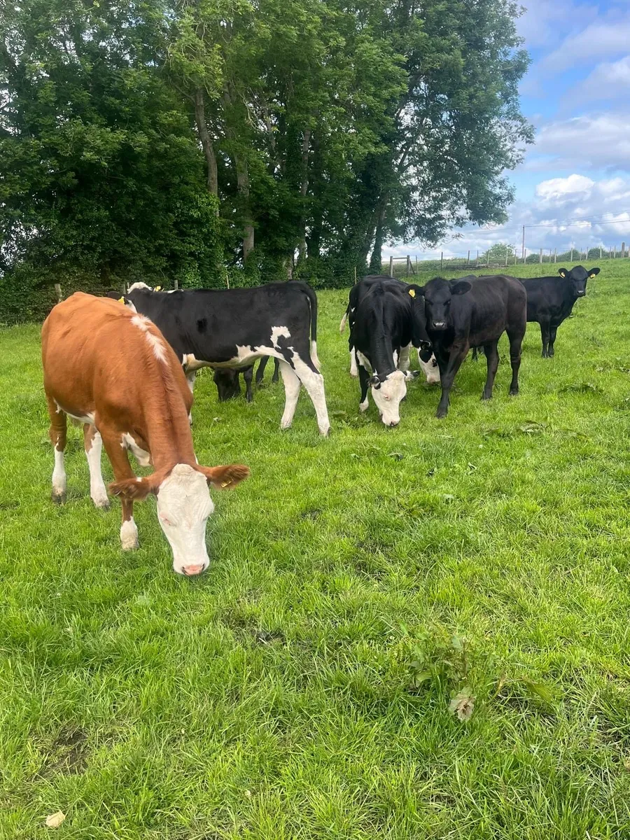 AA + Hereford heifers - Image 1