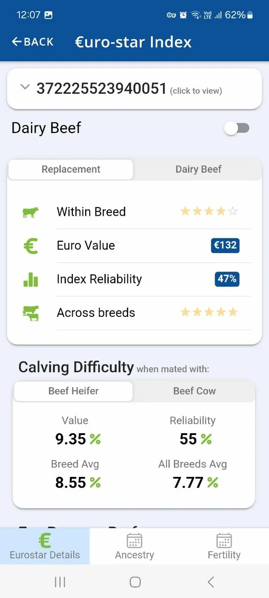PBR Simmental heifer - Image 2