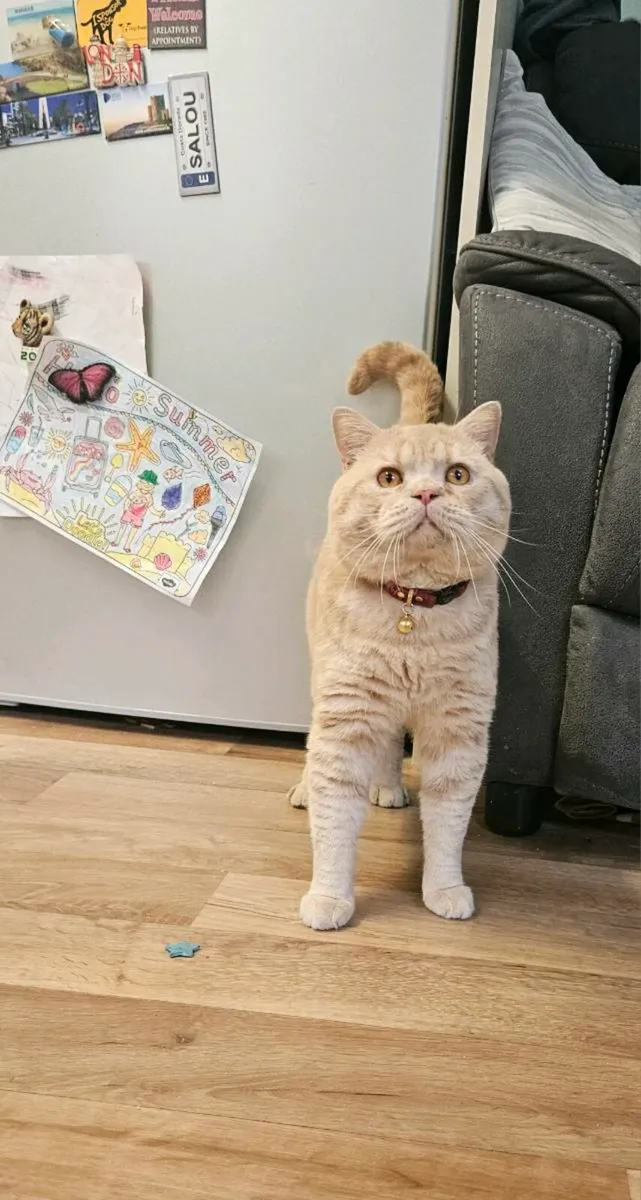 Cream British Shorthair - Image 3