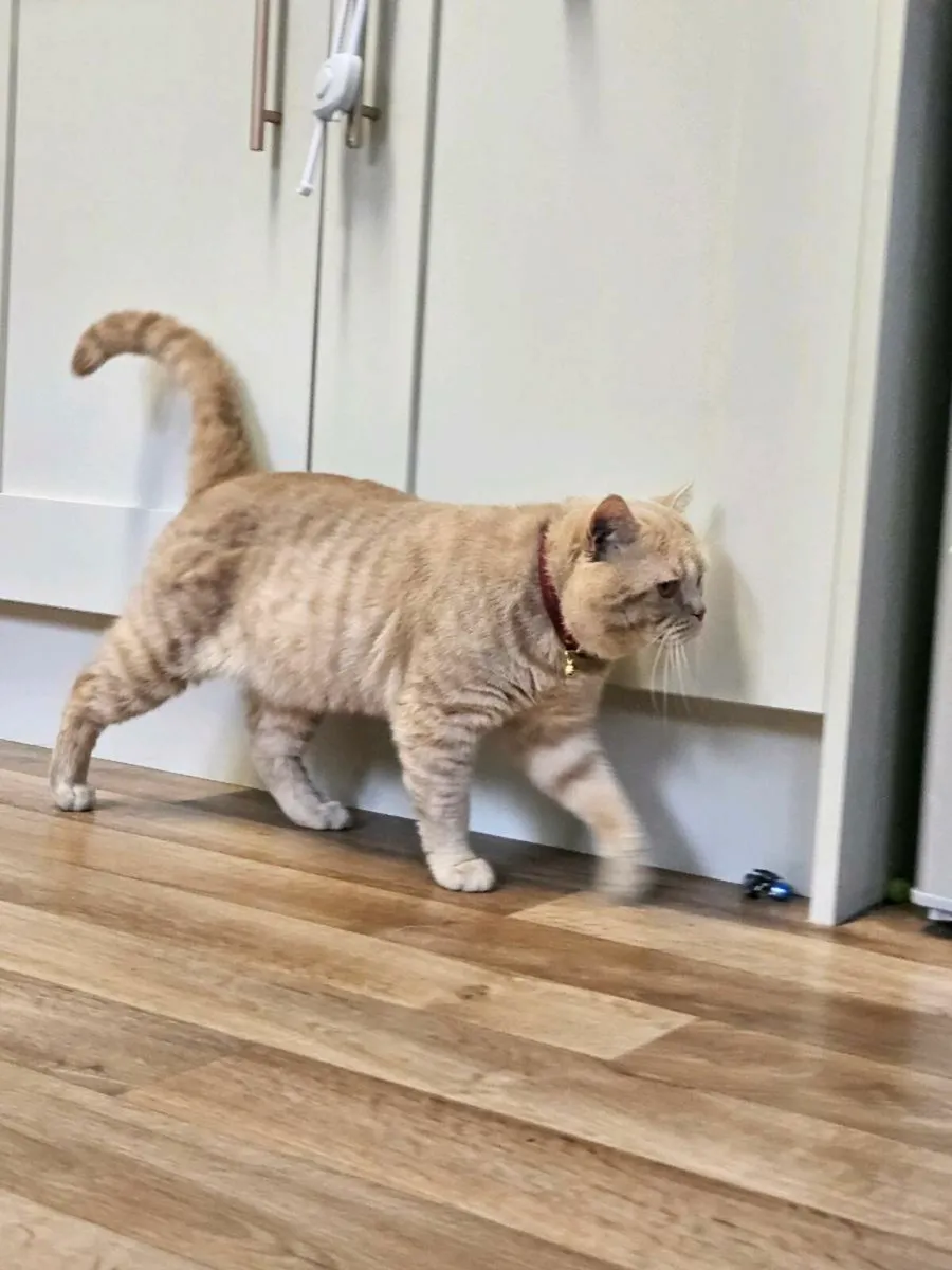 Cream British Shorthair - Image 4