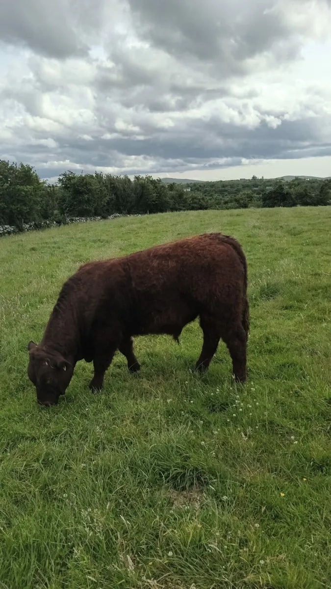 PB Saler Bull (RIO mother) - Image 1