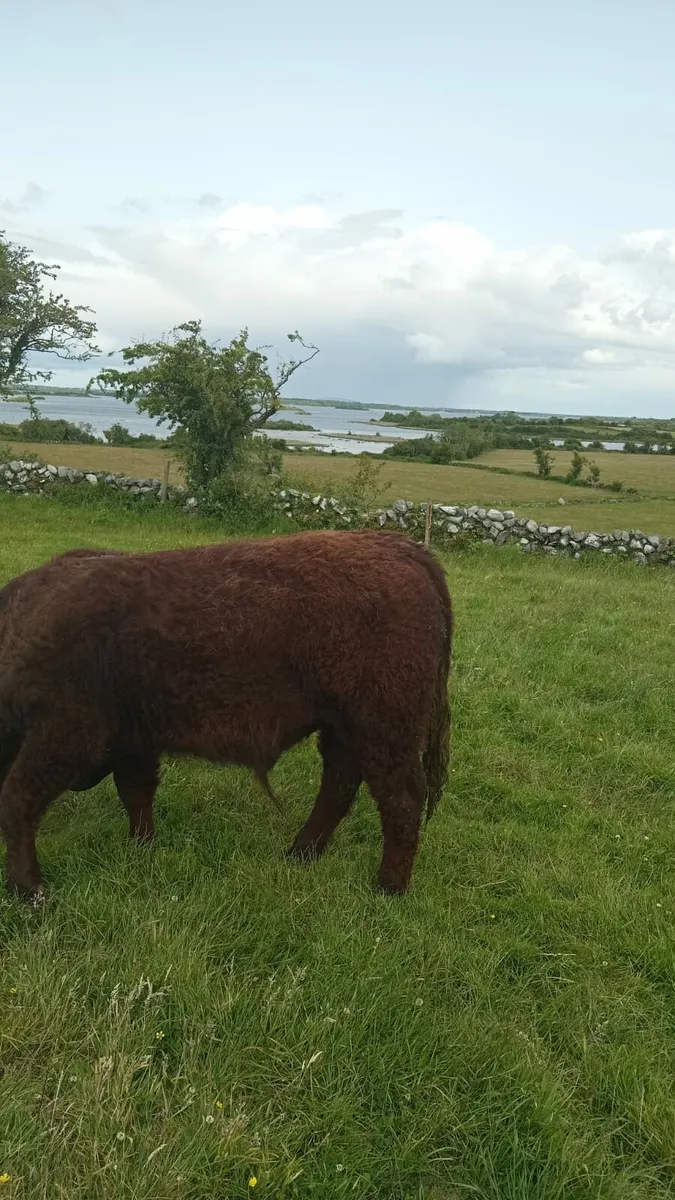 PB Saler Bull (RIO mother) - Image 2