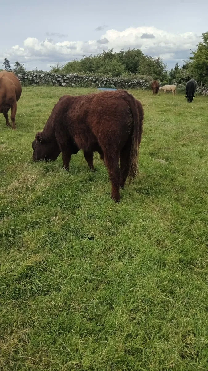PB Saler Bull (RIO mother) - Image 3
