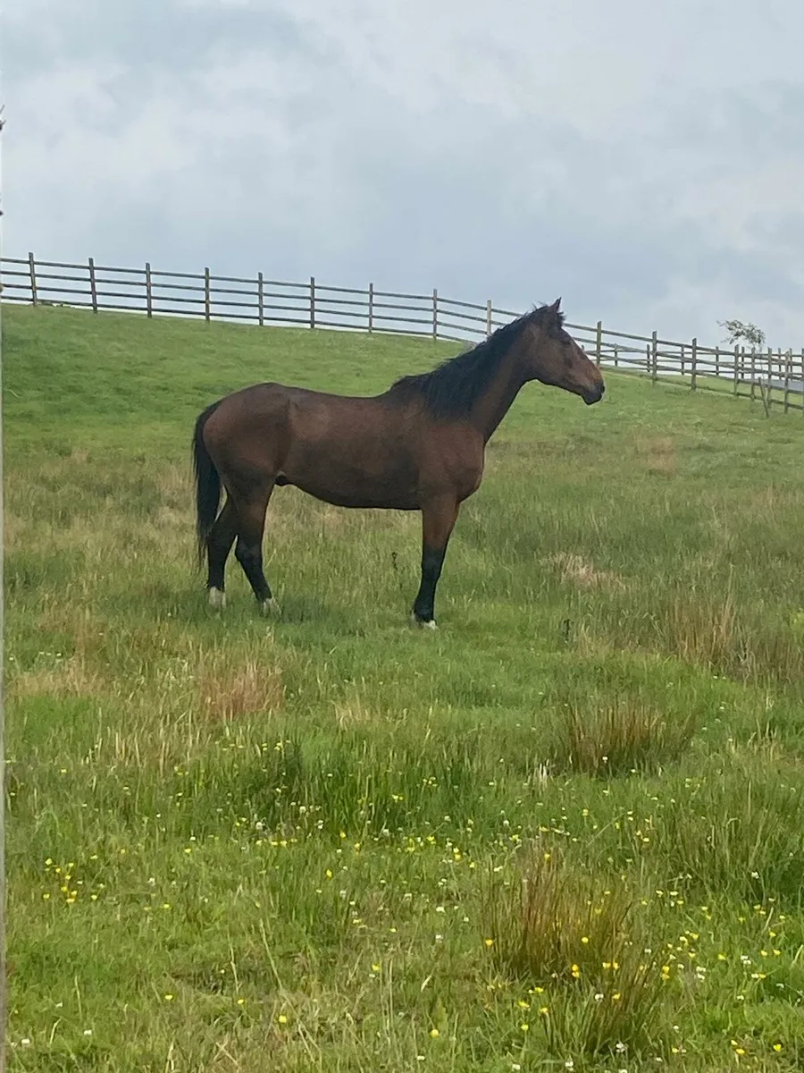 Irish Sport Horse - Image 1